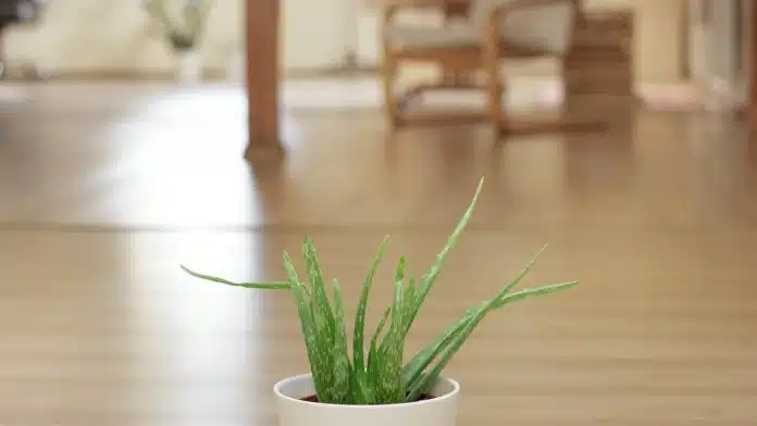 3 plantes d'intérieur qui purifient l'air et boostent votre bien-être !