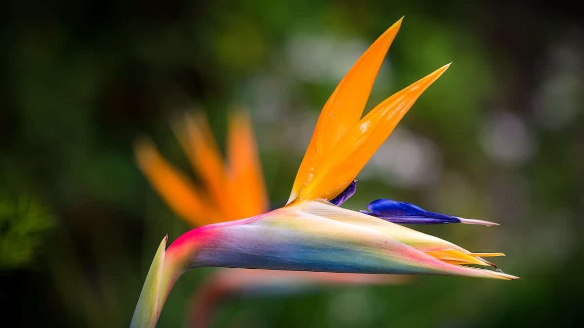 oiseaux fleurs