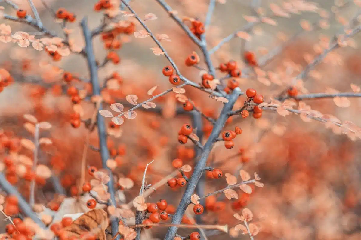 plantes hivernales