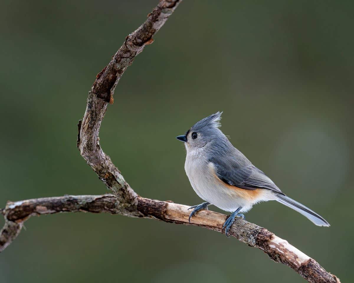 mésange bébé