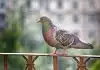 Protéger son balcon : les remèdes de grand-mère efficaces contre les pigeons