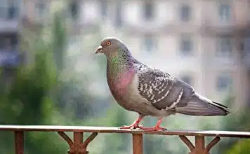Protéger son balcon : les remèdes de grand-mère efficaces contre les pigeons Protéger son balcon : les remèdes de grand-mère efficaces contre les pigeons