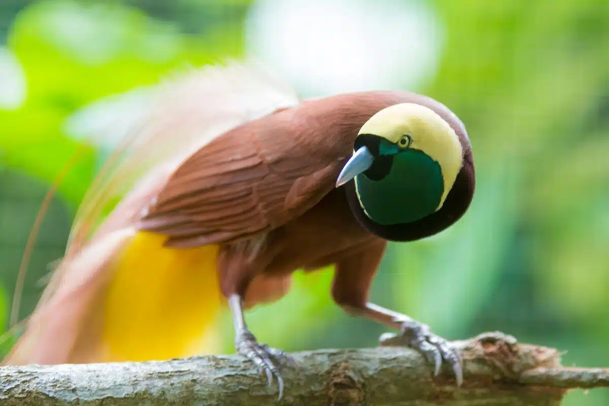 Protéger son balcon : les remèdes de grand-mère efficaces contre les pigeons