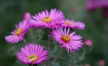 Quelles plantes pour un petit jardin ?