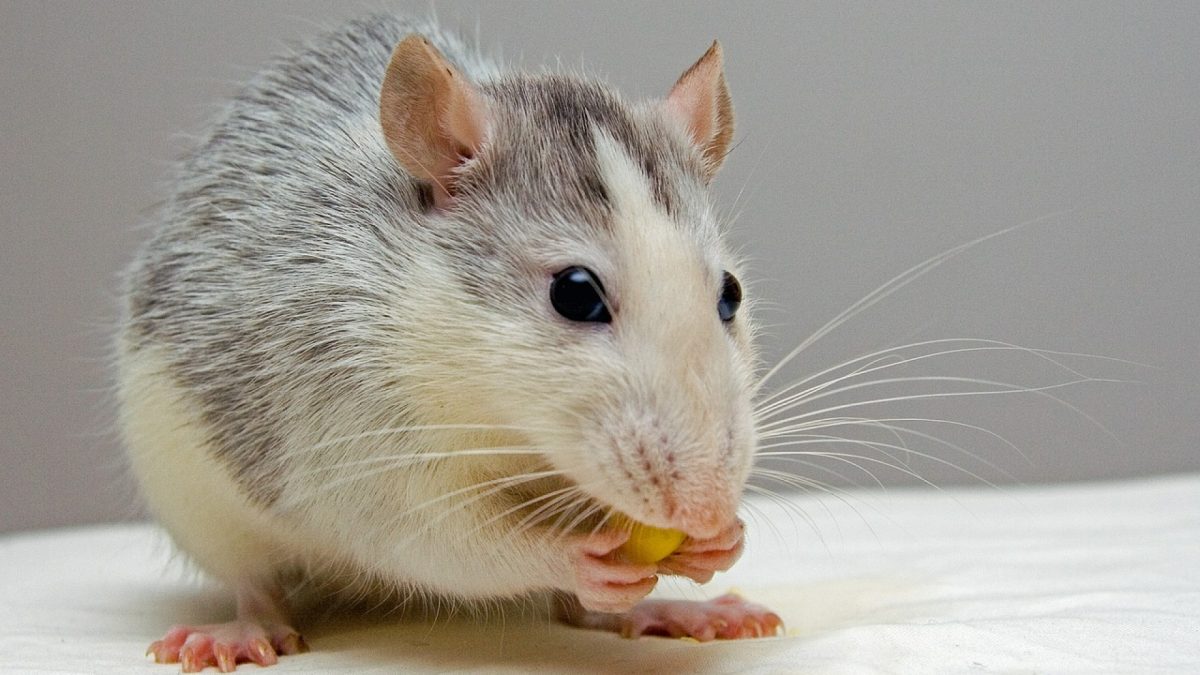 Rats et souris à Chambéry : quand faut-il appeler un professionnel ?
