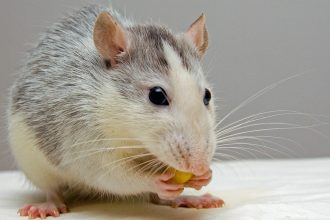 Rats et souris à Chambéry : quand faut-il appeler un professionnel ?