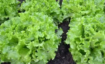 Apprenez à cultiver des salades plus rapidement !